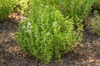 Picture of Thyme