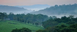 Picture of Kibale National Park