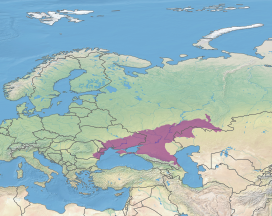 Picture of Pontic–Caspian steppe