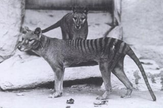 Picture of Thylacine