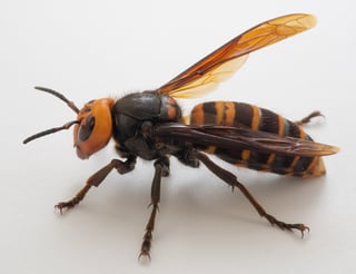 Picture of Asian hornet