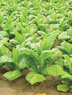 Picture of Tobacco