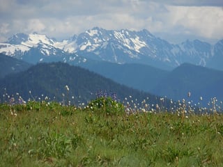 Picture of Hurricane Ridge