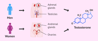 Picture of Testosterone