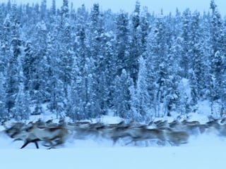 Picture of Taiga