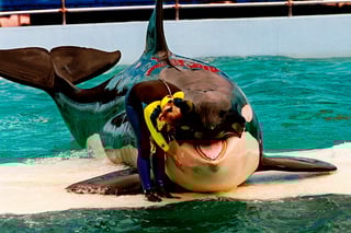 Picture of Lolita