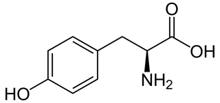Picture of Tyrosine
