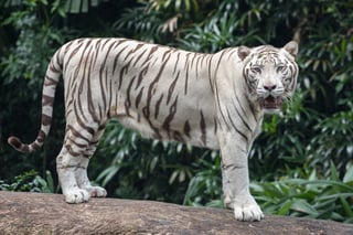 Picture of White tiger