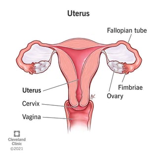 Picture of uterus