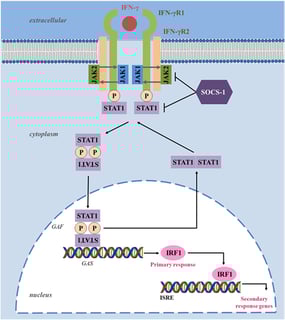 Picture of Interferon gamma