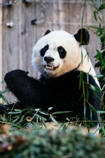 Picture of Panda diplomacy