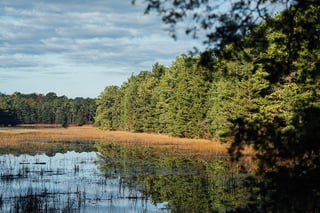 Picture of Bass River State Forest