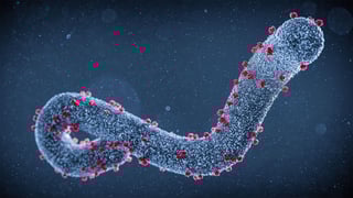 Picture of Marburg virus
