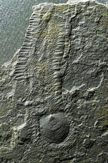 Picture of Sirius Passet