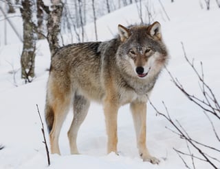 Picture of Wolf