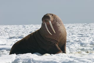 Picture of Walrus