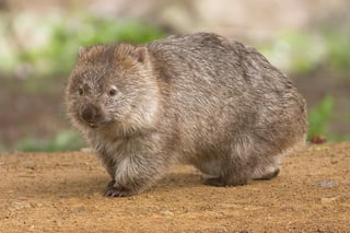 Picture of Wombats