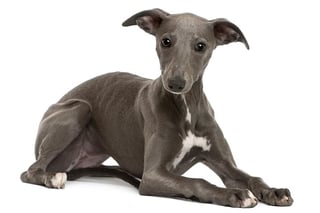 Picture of Whippet