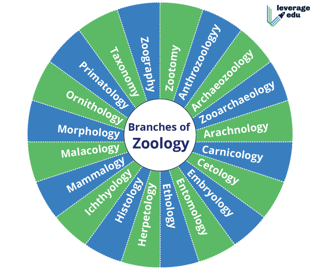 Picture of Zoology