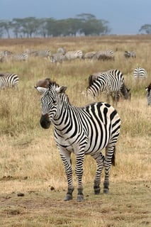Picture of Zebra