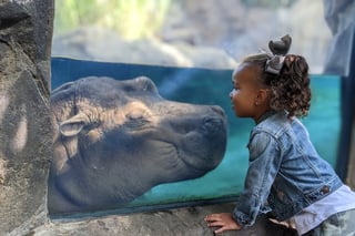 Picture of Zoo