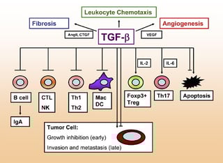 Picture of Transforming growth factor beta