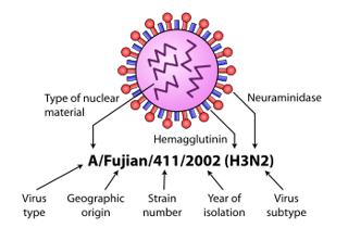 Picture of Influenza A virus subtype H3N2