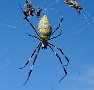 Picture of Trichonephila clavata