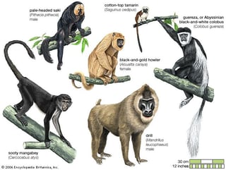 Picture of Monkey