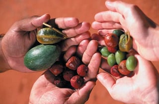 Picture of Bush tucker