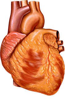 Picture of heart