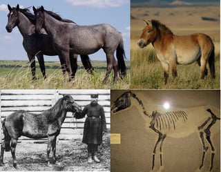 Picture of Wild horse