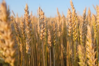 Picture of Wheat