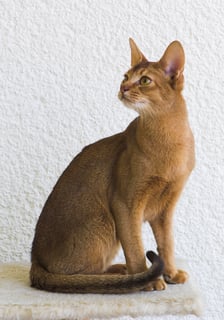 Picture of Abyssinian