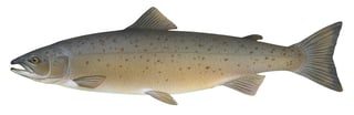 Picture of Salmon