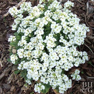 Picture of Rockcress