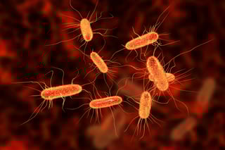 Picture of E. coli