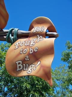 Picture of It's Tough to Be a Bug!