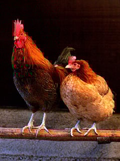 Picture of Chicken