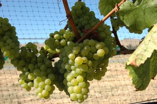 Picture of Chardonnay