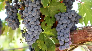 Picture of Cabernet Sauvignon