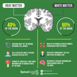 Picture of grey matter