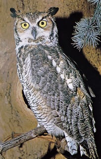 Picture of Owl