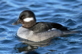 Picture of Duck