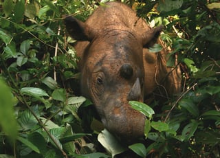 Picture of Way Kambas National Park