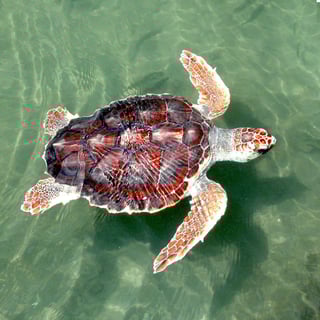 Picture of Turtles