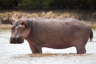 Picture of Hippo