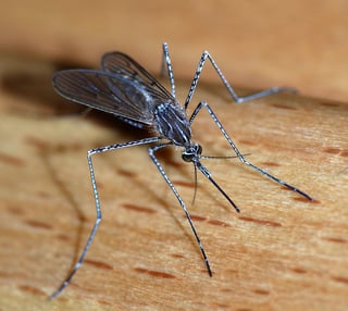 Picture of Mosquito