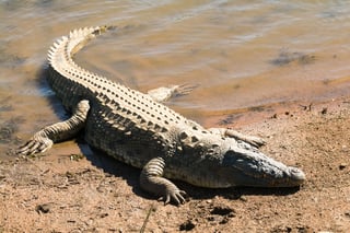 Picture of Crocodiles