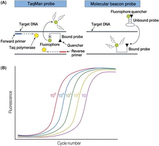 Picture of Real-time polymerase chain reaction